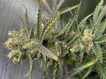 6D506CF7-1127-49C5-83AC-F11CA8DC3B97