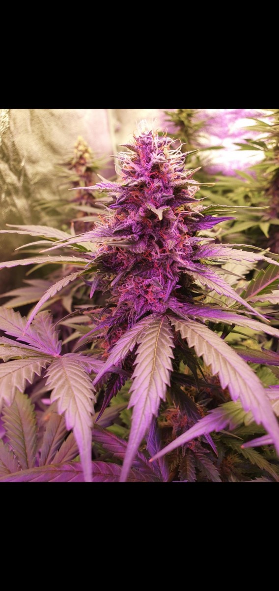 Screenshot_20210224-195703_Gallery