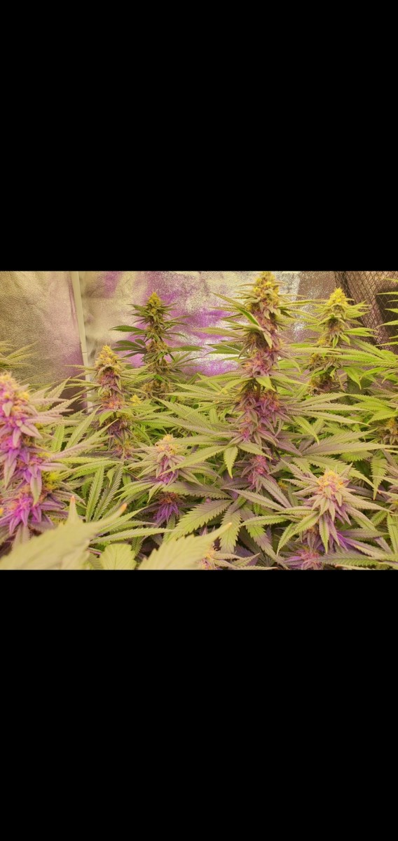 Screenshot_20210224-195645_Gallery