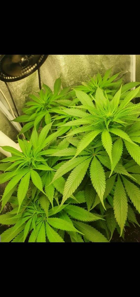 Screenshot_20210224-195636_Gallery