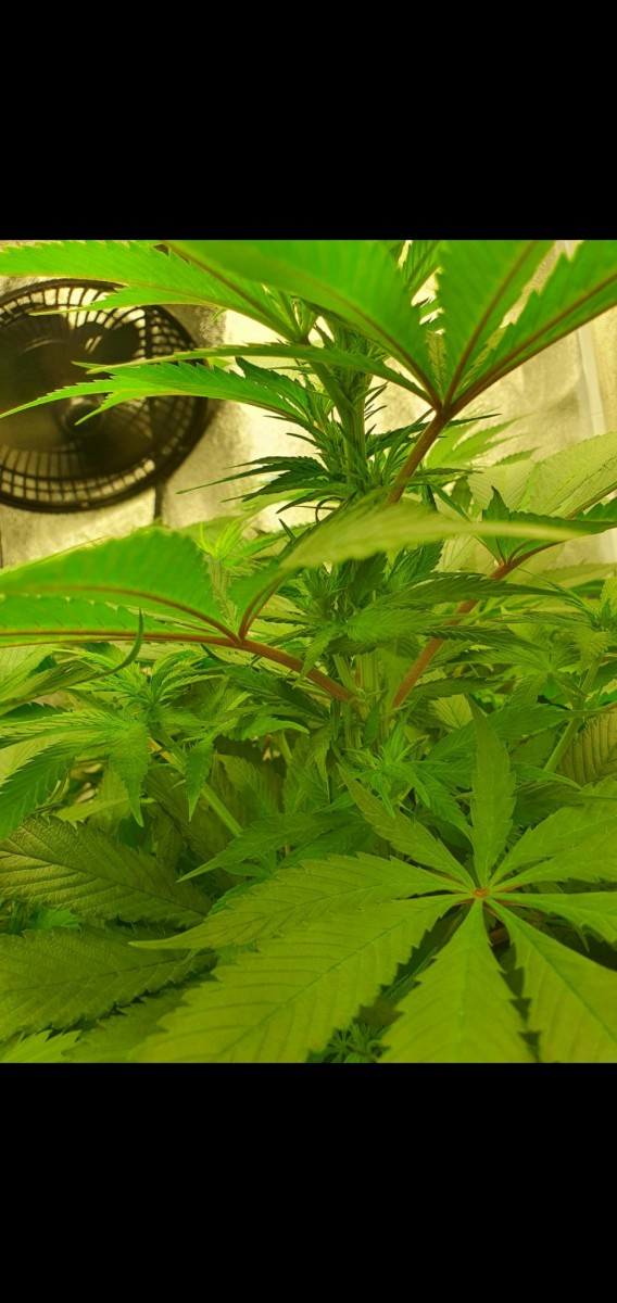 Screenshot_20210224-195626_Gallery