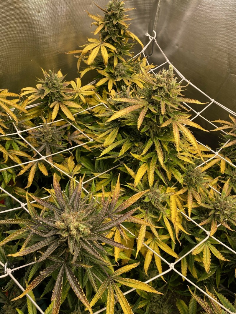 55E671B8-7554-4C94-9662-409D9490FEB9