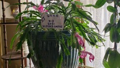 16148064606041636349199643798783