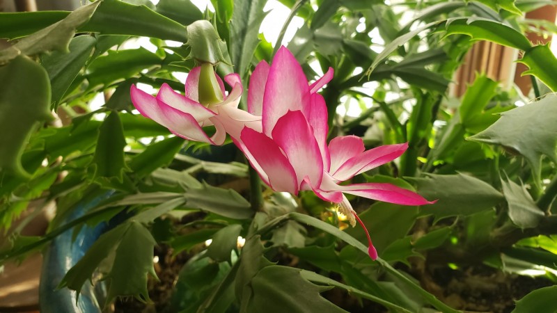 16148065110762774862544695926991