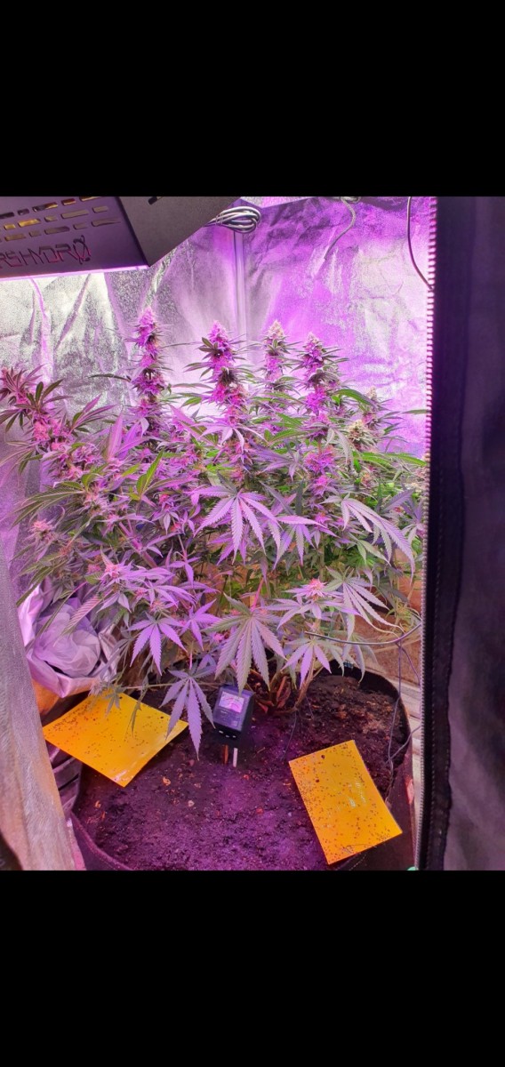 Screenshot_20210305-213857_Gallery