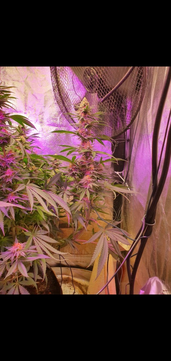 Screenshot_20210305-213828_Gallery