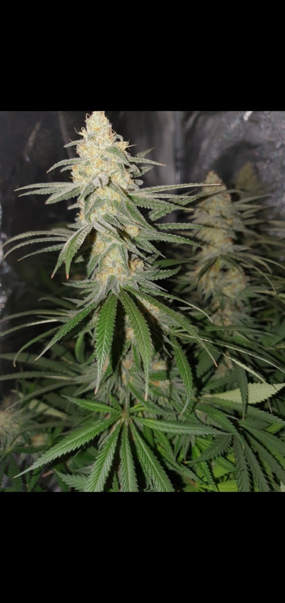 Screenshot_20210307-162639_Gallery