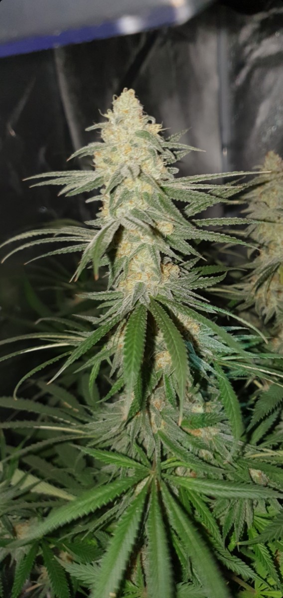 Screenshot_20210307-162631_Gallery