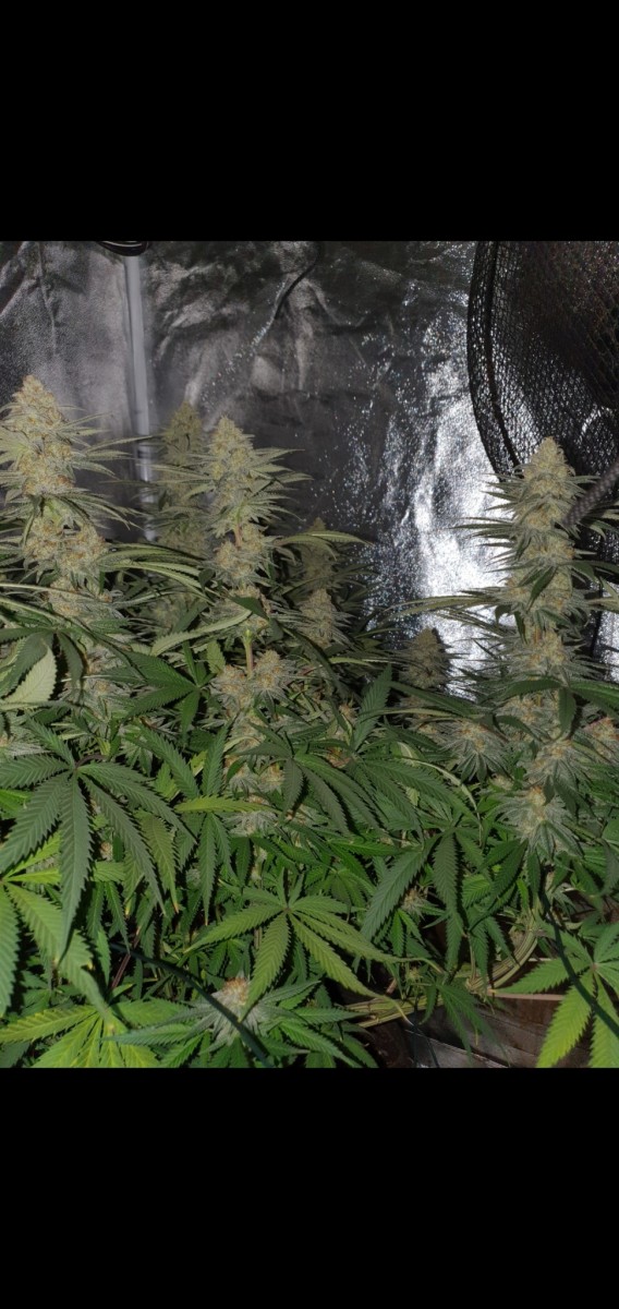 Screenshot_20210307-162601_Gallery