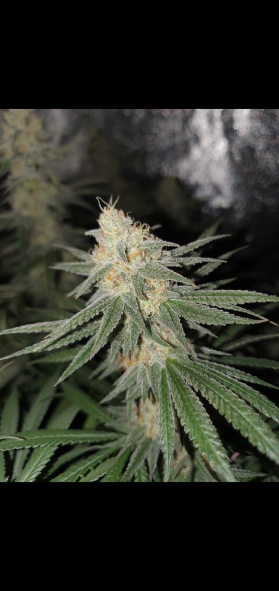 Screenshot_20210307-162520_Gallery