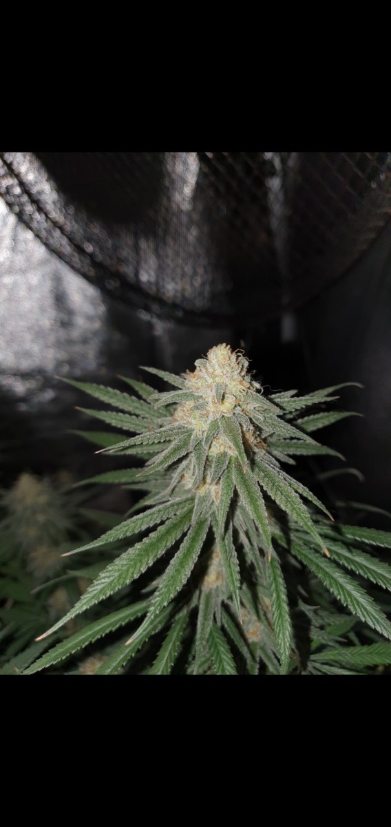 Screenshot_20210307-162510_Gallery