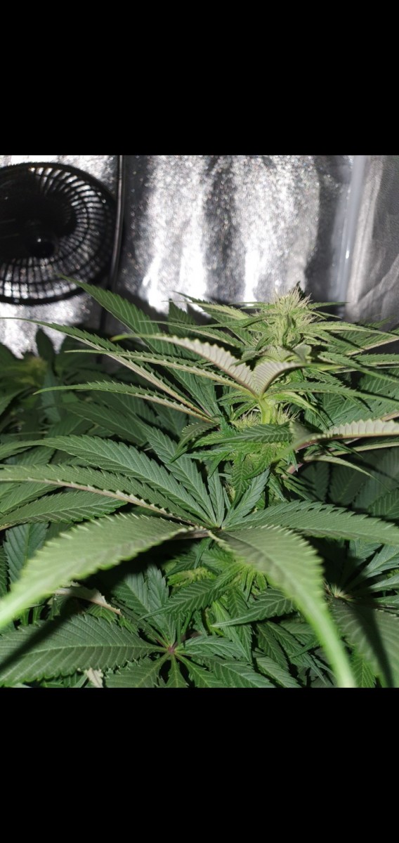 Screenshot_20210307-162503_Gallery