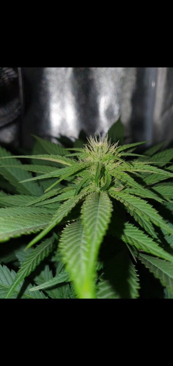 Screenshot_20210307-162456_Gallery