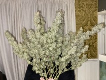 733F68CB-E695-47BD-9F76-8A34E7C000C7