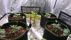 obscura1615226166859