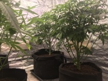 251B53D5-AB22-4725-A7FE-32729C4E885C