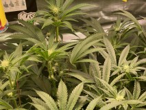 0A9C981B-7F2F-407D-B1E3-7AF163AD10EA