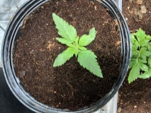 72CE085C-F5F3-4860-B84F-6F08225EAE23