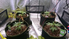 obscura1615480111097