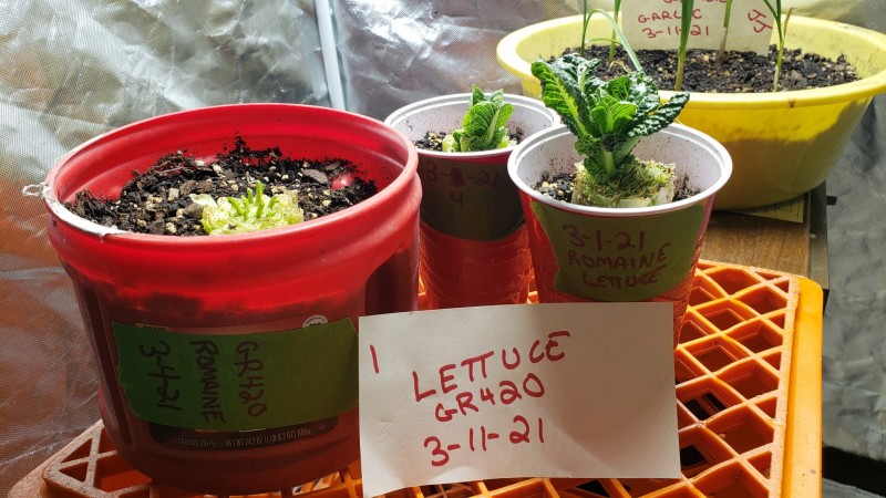 16155011855277868895158847761783