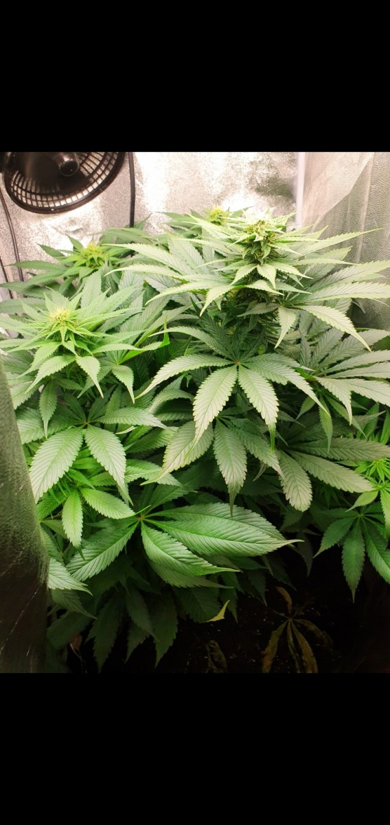 Screenshot_20210313-213653_Gallery