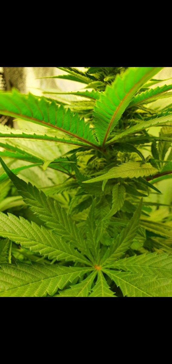 Screenshot_20210313-213645_Gallery