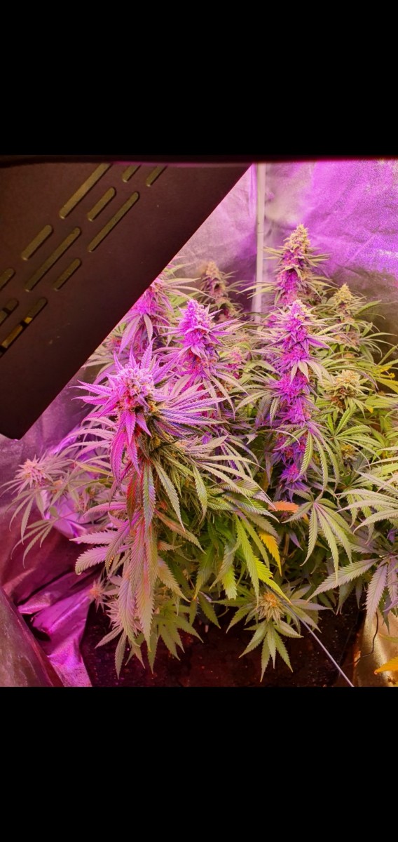 Screenshot_20210313-213625_Gallery