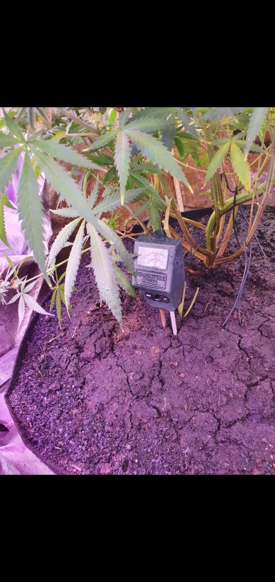 Screenshot_20210313-213616_Gallery