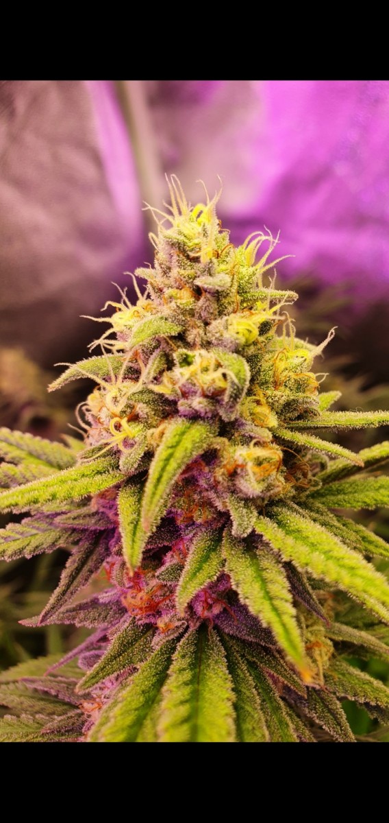 Screenshot_20210313-213601_Gallery