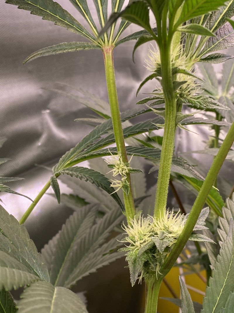 F9597A31-B99E-4B96-B208-C776C51F19BC