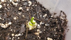 16156783742501894828399625184817