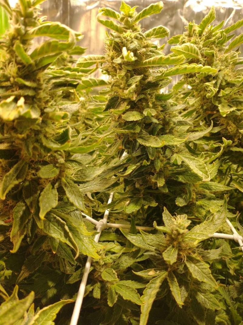 IMG_20210314_085110916