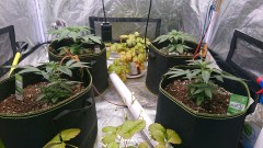 obscura1615914578513