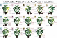 mn marijuana-deficiency chart