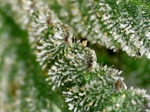 69F43081-D276-4DFD-91CD-C329C2B52274