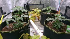 obscura1616001390457