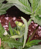 sketch-1616011667851