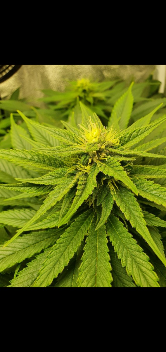 Screenshot_20210317-194747_Gallery