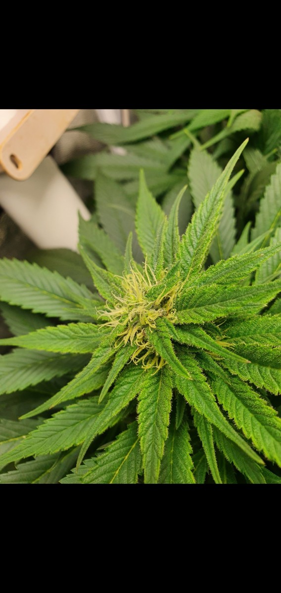 Screenshot_20210317-194743_Gallery