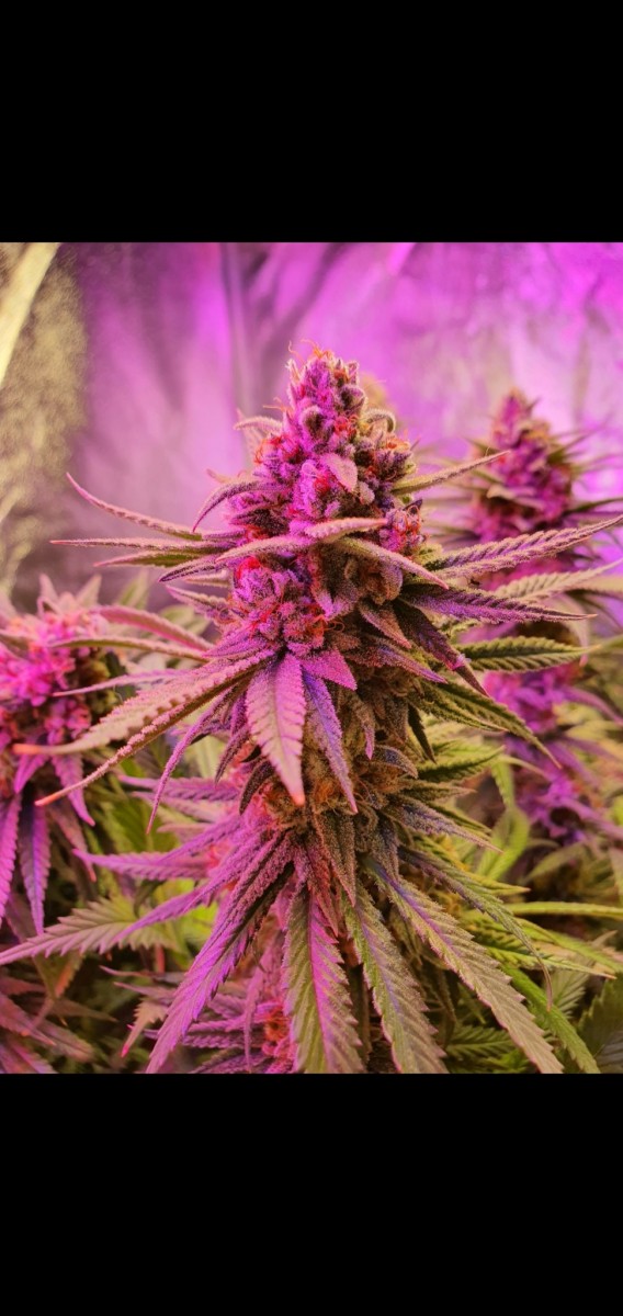 Screenshot_20210319-210242_Gallery