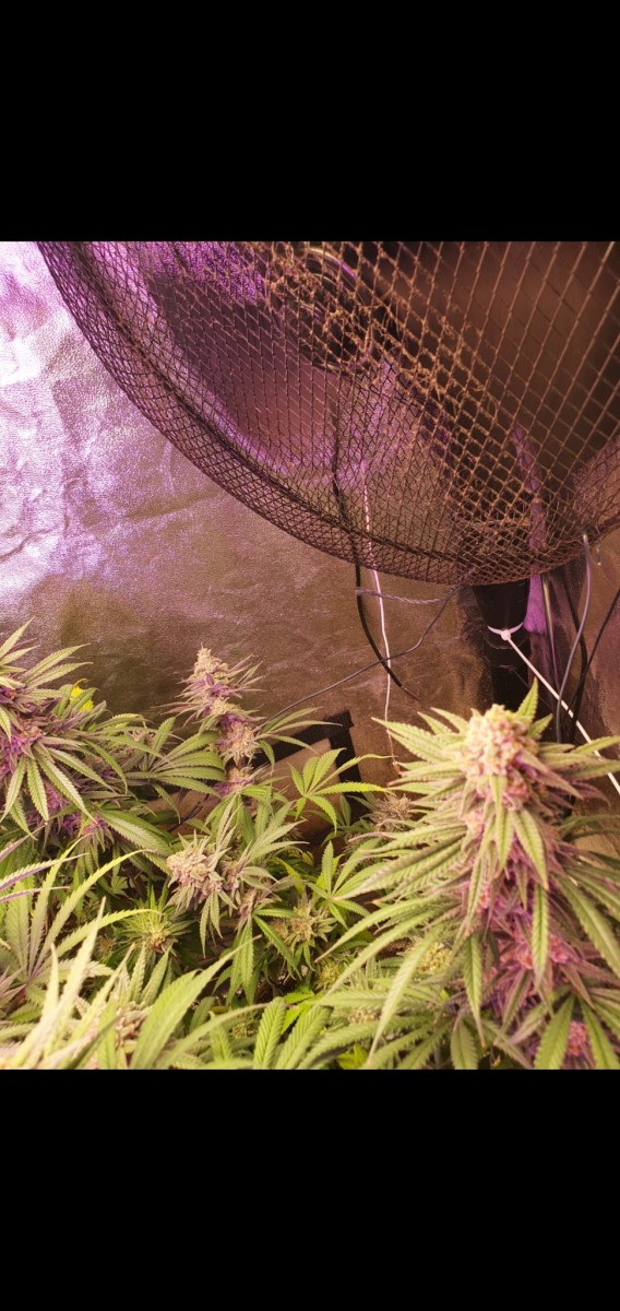 Screenshot_20210319-210305_Gallery