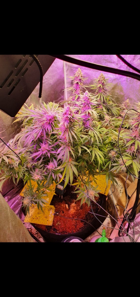 Screenshot_20210319-210257_Gallery