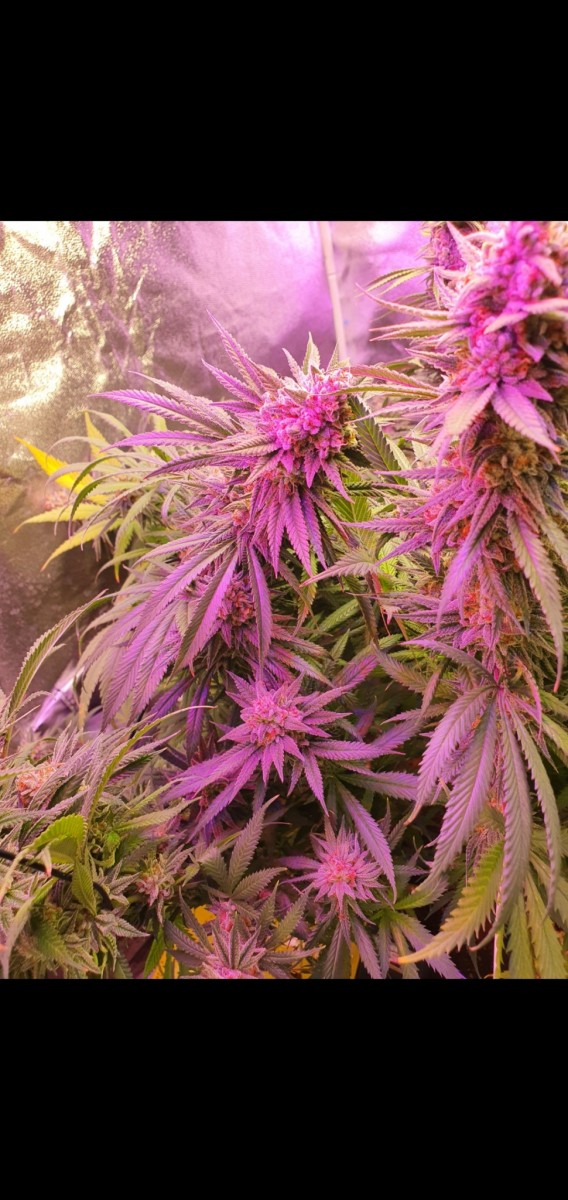 Screenshot_20210319-210320_Gallery