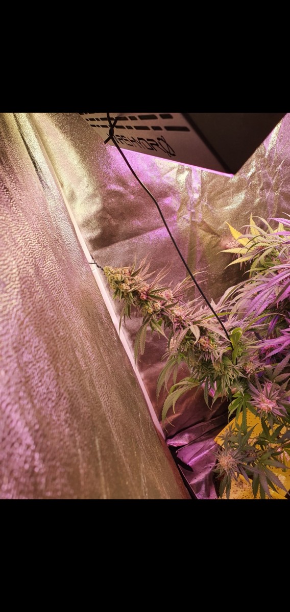 Screenshot_20210319-210312_Gallery