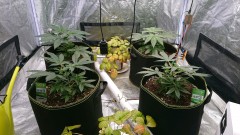 obscura1616262122879