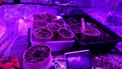 obscura1616261923645