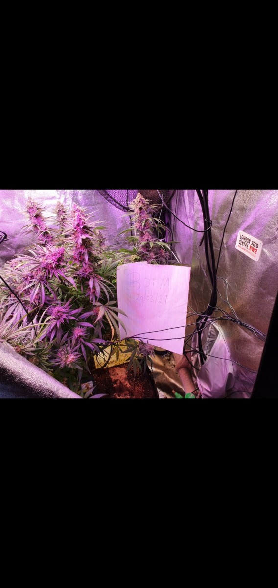 Screenshot_20210320-175201_Gallery