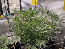 94BE2C07-49F2-481B-84AC-712B1A3C0DCB