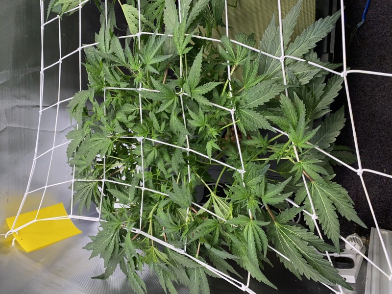 DF9560C2-7E85-42CB-B2A6-39572B0D31EC