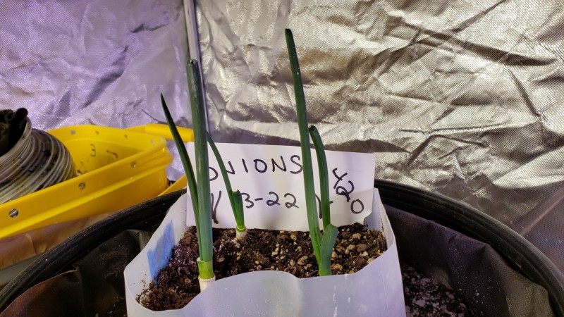 16164605524916214733238620317427